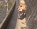 对灌溉渠特别好奇的柴犬
